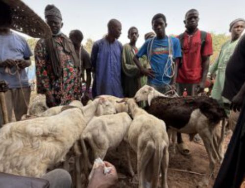 Dein Qurban für Gambia